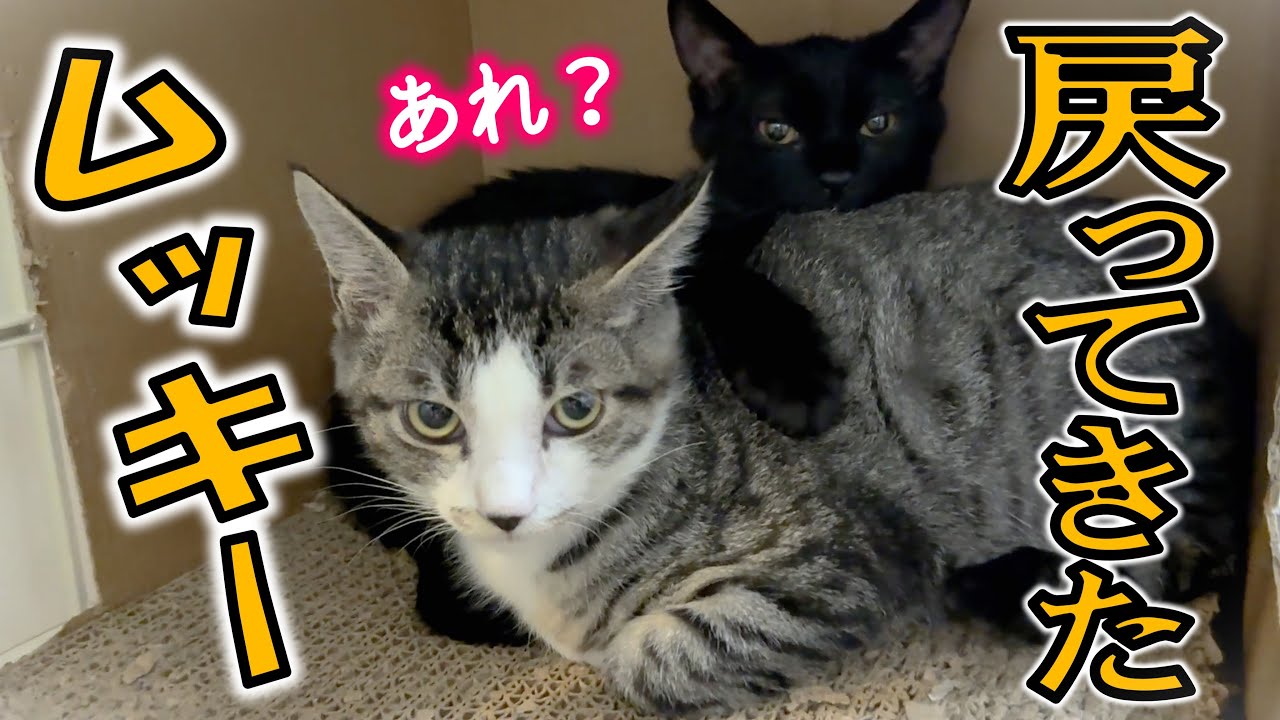 トライアル中止！里親さんの家から戻ってきた保護子猫【ご報告】