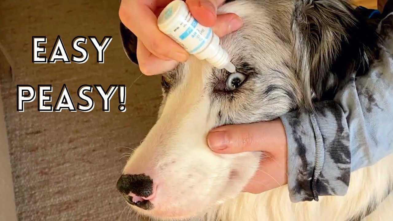 How to Administer / Give Eye Drops to Dogs (even for dogs that HATE it!)