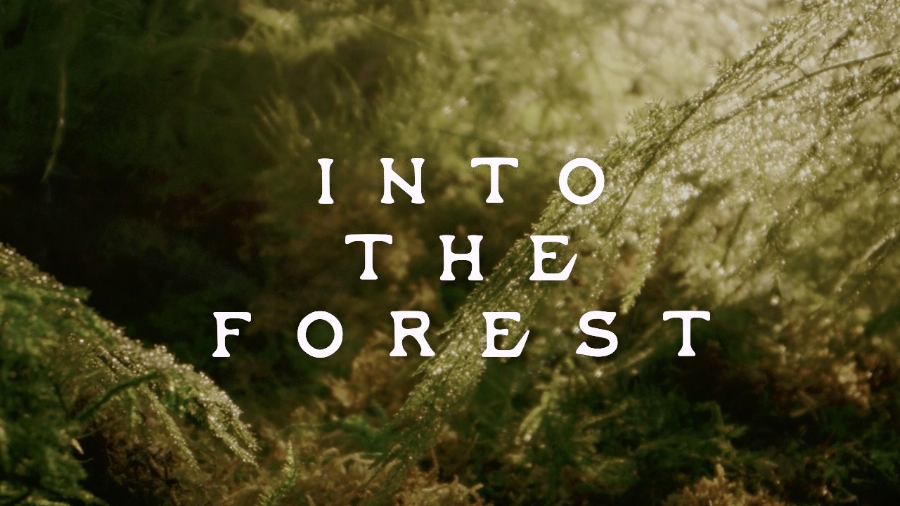 Into The Forest &mdash; Jahnavi Harrison feat. Ganavya &mdash; Visualiser