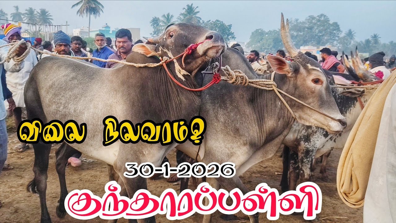 30-1-2026 கிருஷ்ணகிரி மாவட்டம் குந்தாரப்பள்ளி வெள்ளி கிழமை சந்தை விலை நிலவரம்? 