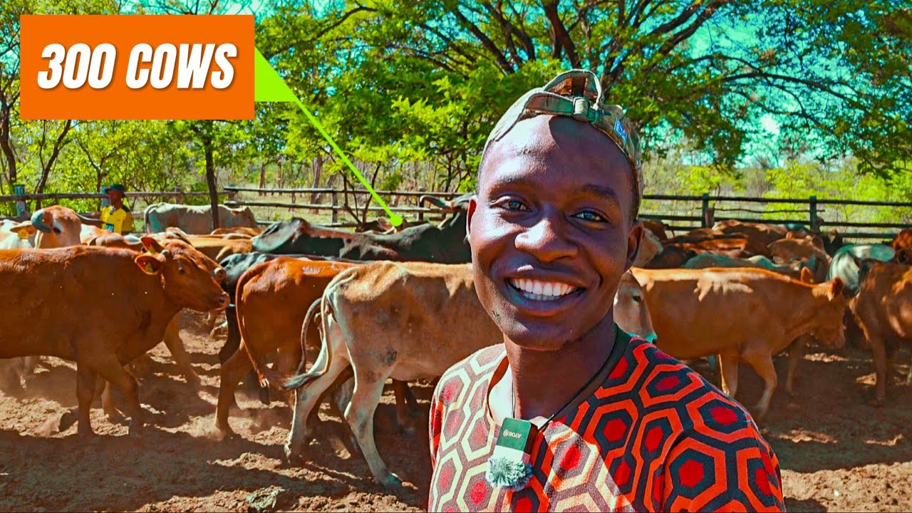 Spending 24 Hours with a 23 year Old Cattle Farmer who is managing over 300 Cows