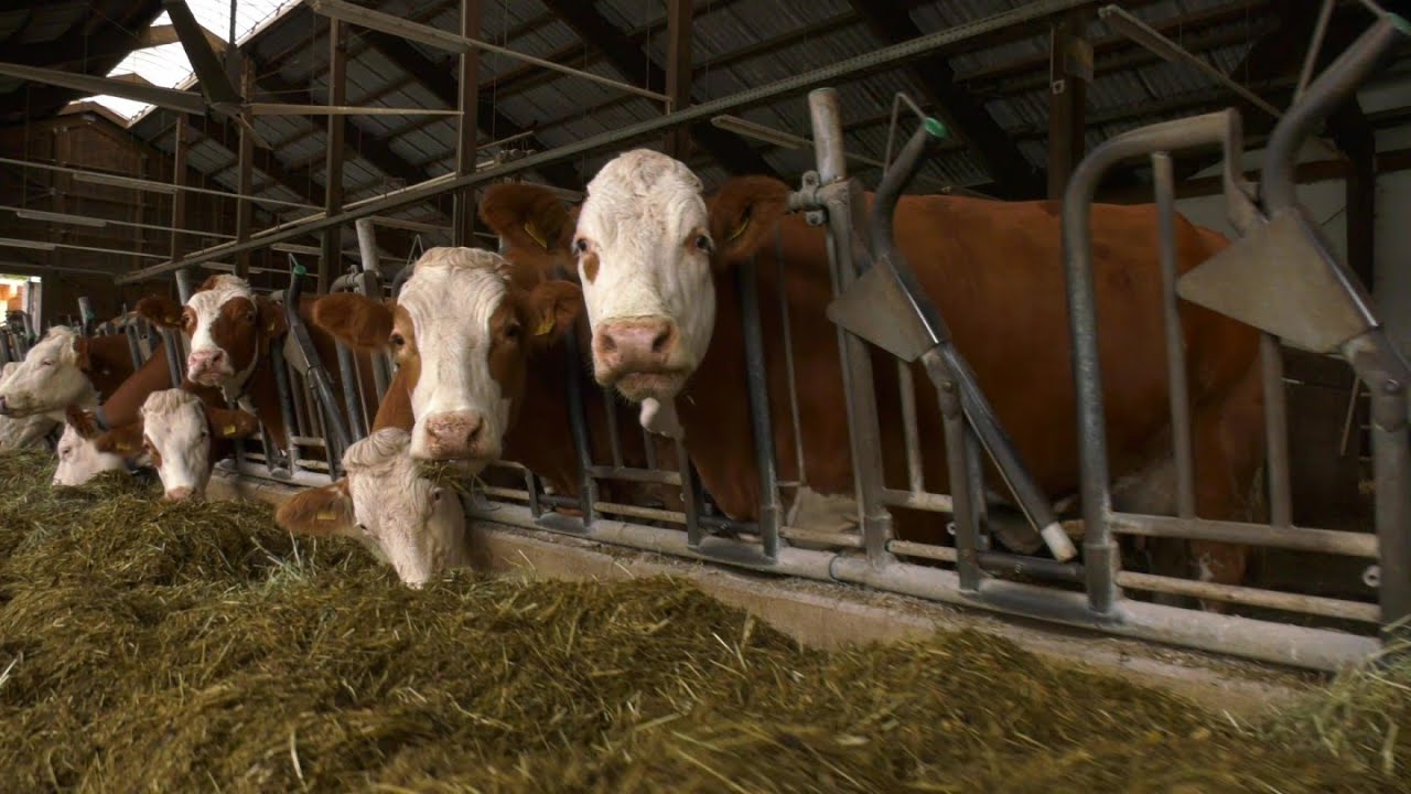 Landwirtschaft