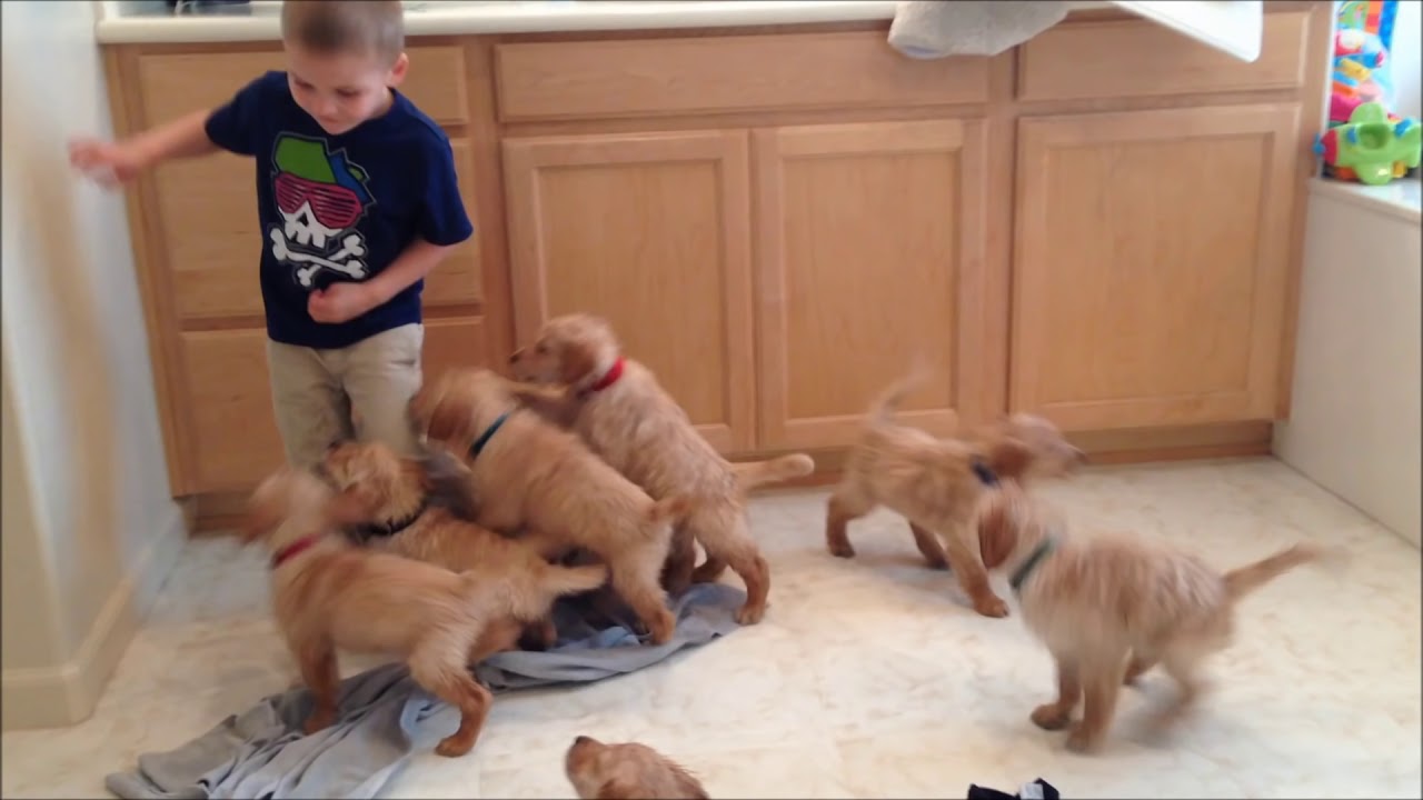 The 9 Puppy Chase & Tackle || Family Fun Pack Puppies