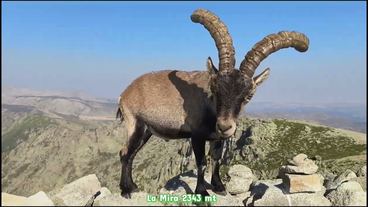 Cruzando Gredos desde Hoyos del Espino hasta Guisando con las cracks de 