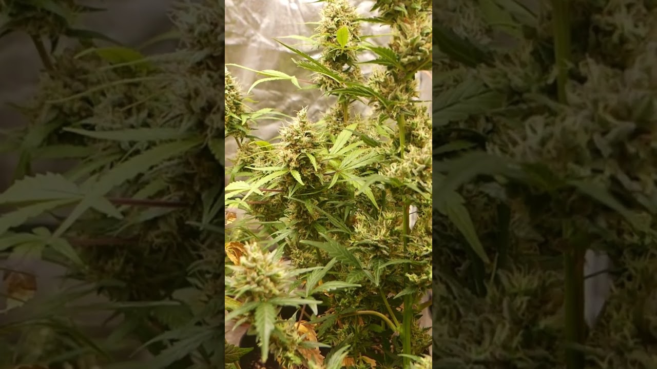 Gorilla Glue x Blueberry Auto &ndash; Dream !  #autoflowergrow #blueberry #cannabisharves