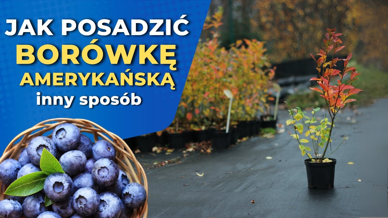 Bor&oacute;wka amerykańska - jak ją posadzić, żeby pięknie owocowała?