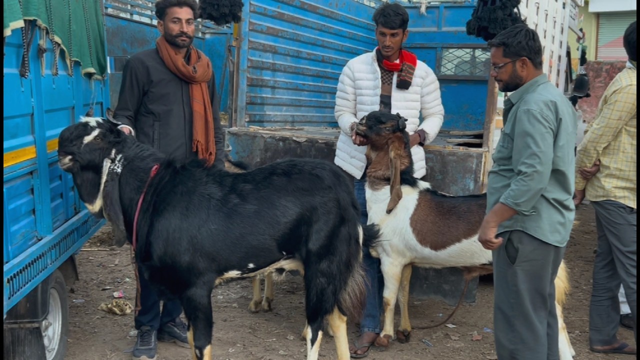Kota bakra mandi rajasthan goat market live updet cover with price 28th February 2026