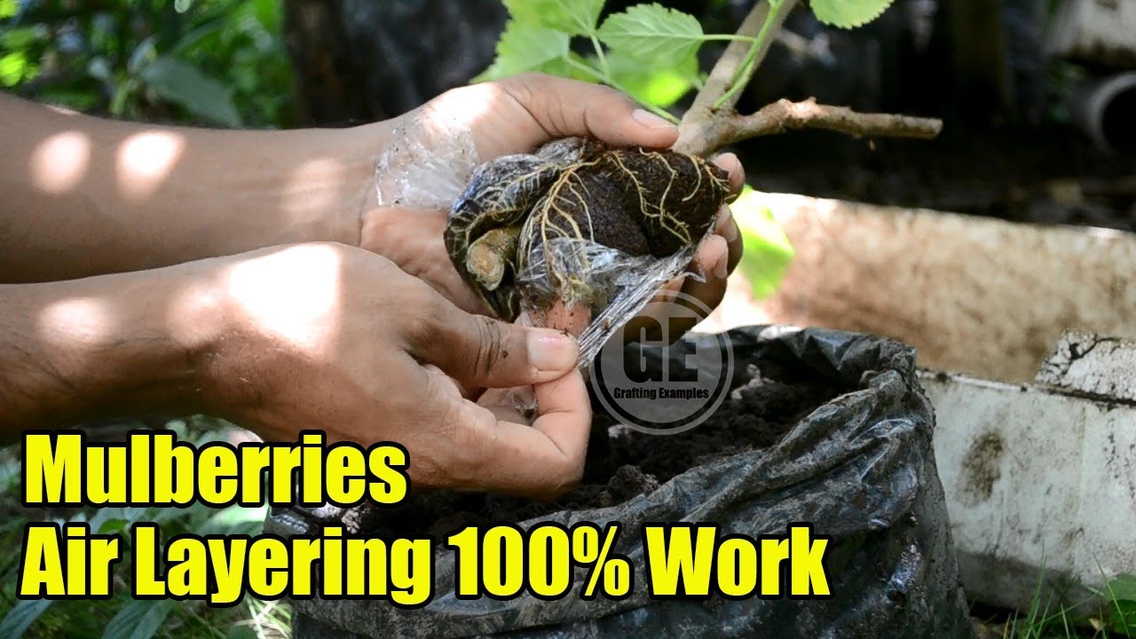 Air Layering Mulberries 100% Successful