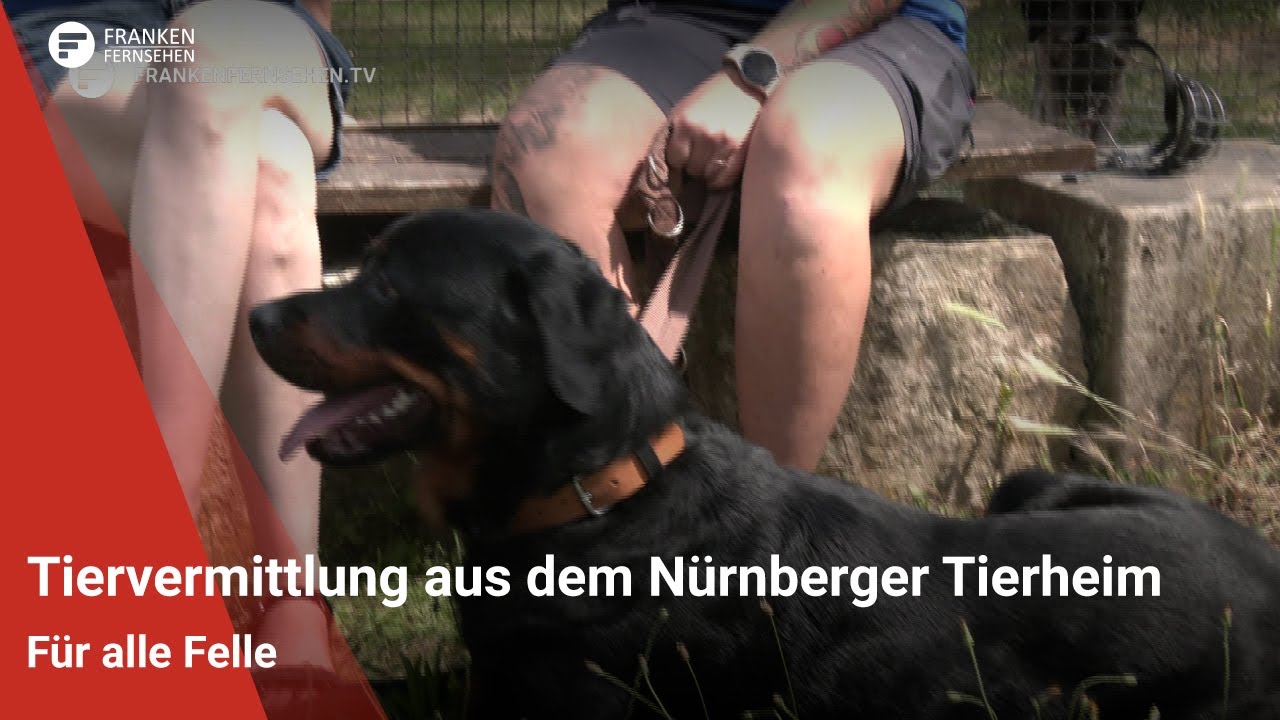 Tiervermittlung: Für alle Felle aus dem Nürnberger Tierheim