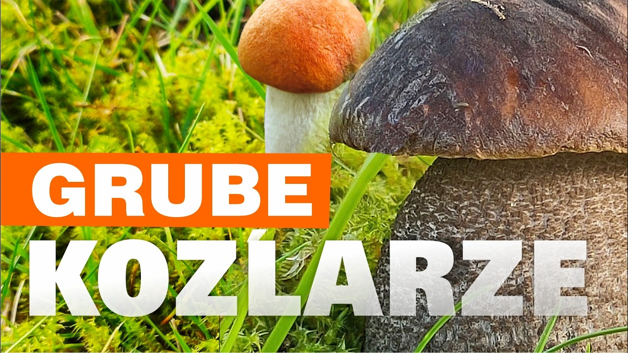 Grube Koźlarze jak Borowiki? – Jak Odróżnić Piękne Gatunki Kozaków?