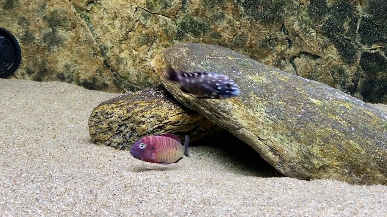 Tropheus moorii 