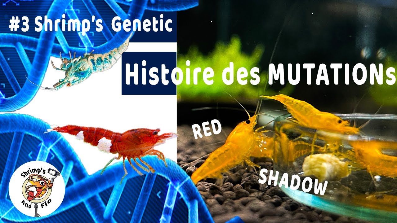 Crevettes caridinas - Les mutations 🦐 [#3 Shrimp's Genetic]