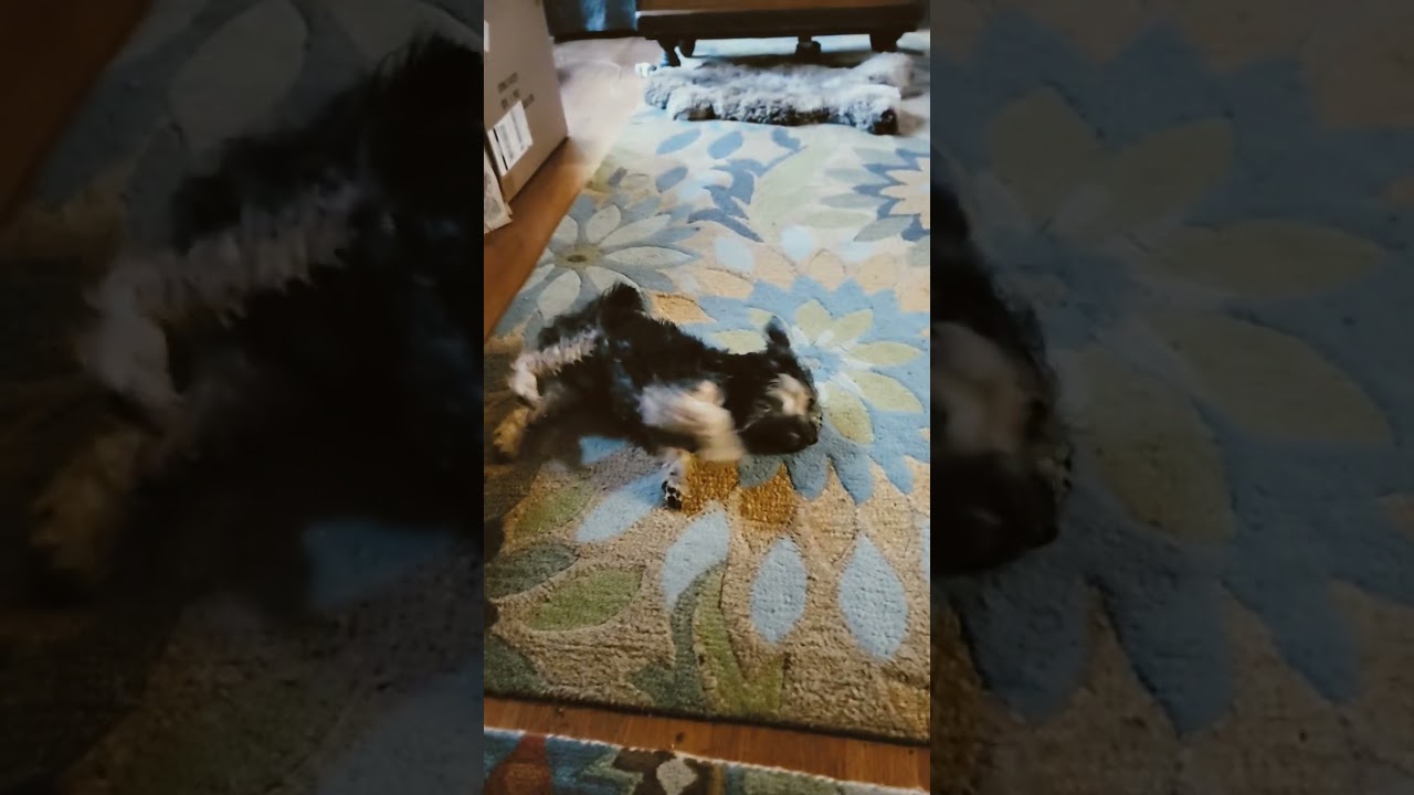 Маленькая собачка 🐕 дурачится после купания 😆 🤣 😂