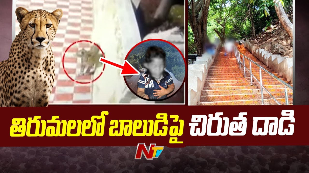 Leopard Attack on Young Boy in Tirumala | Ntv