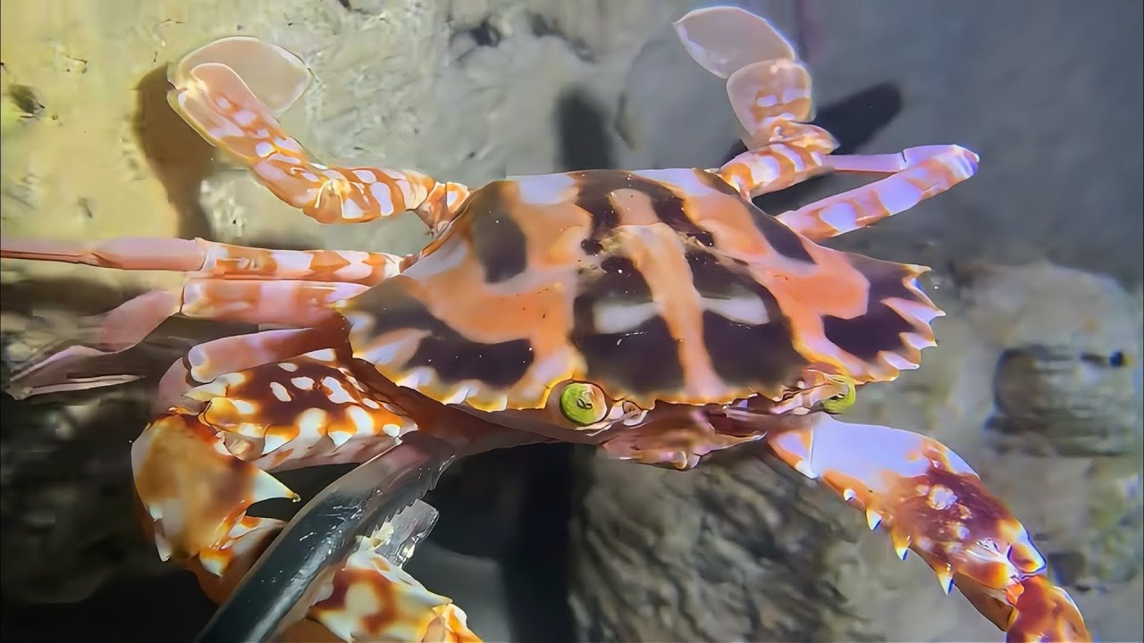 Live Stream 🟢 –Giant Octopus Hunt - It's Fighting Back！ #diving #fishing #seafood #shorts