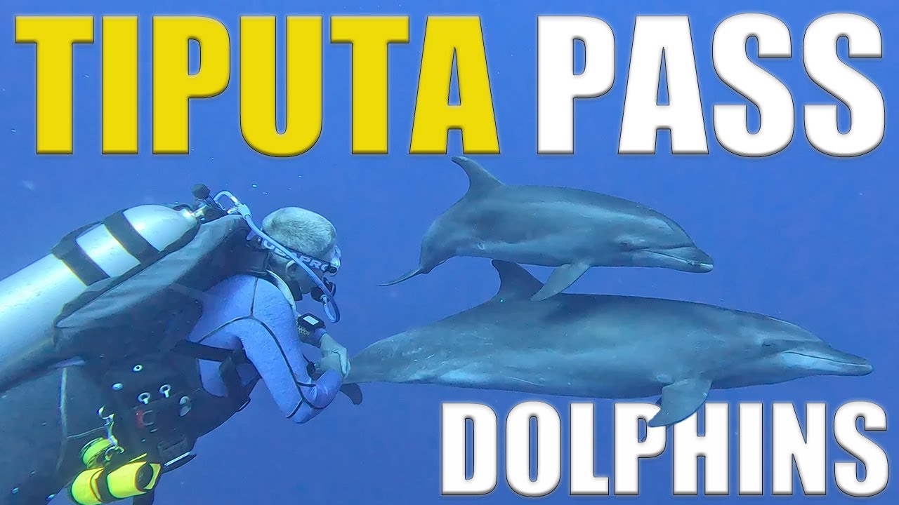 The Dolphins Of Rangiroa At Tiputa Pass 🇵🇫