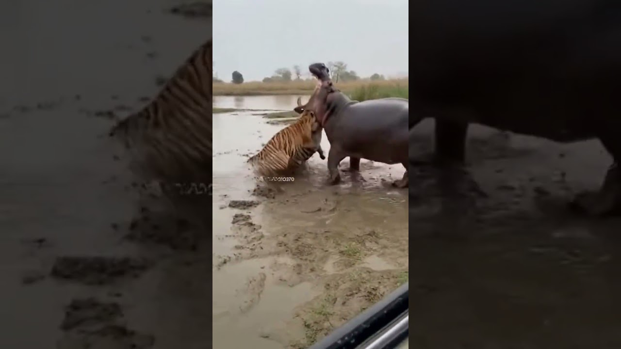 “Two Tigers Attack a Hippo… Big Mistake”