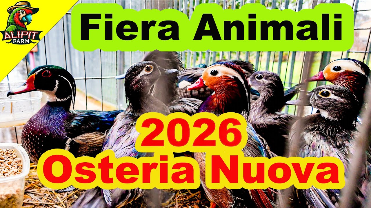 Fiera Animali Osteria Nuova 2026 Tanta Pioggia, Pochi Animali… Ma Ne Valeva la Pena? #fiera #animali