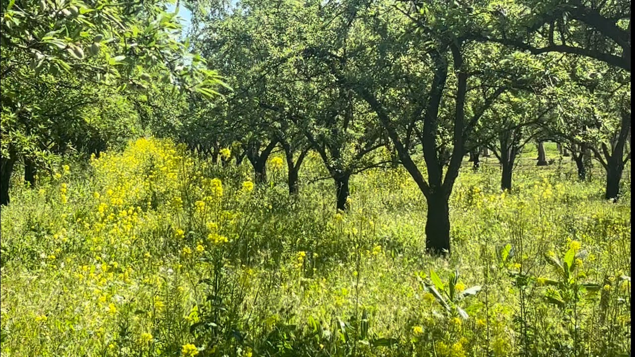 April Organic Almond Orchard | Cover Crops | Green Almonds | Walnut Bloom