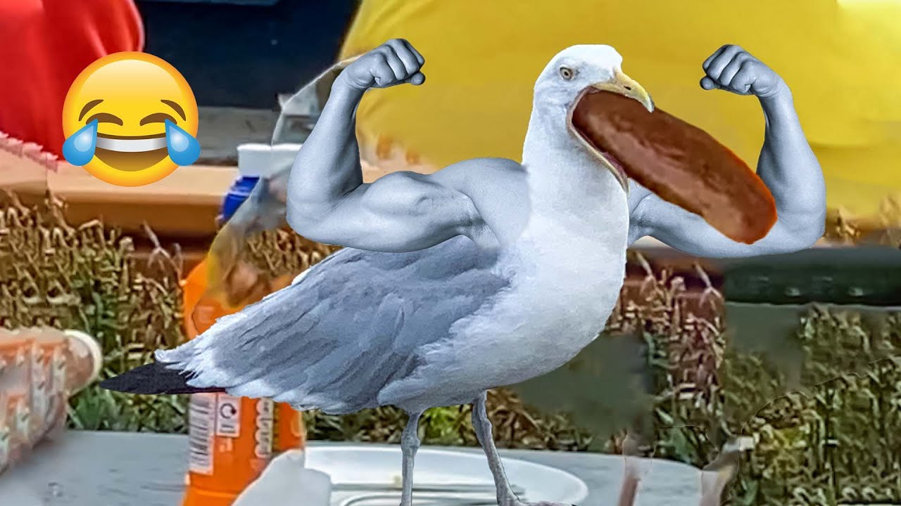 Savage Seagulls Attacking People || PETASTIC 🐾