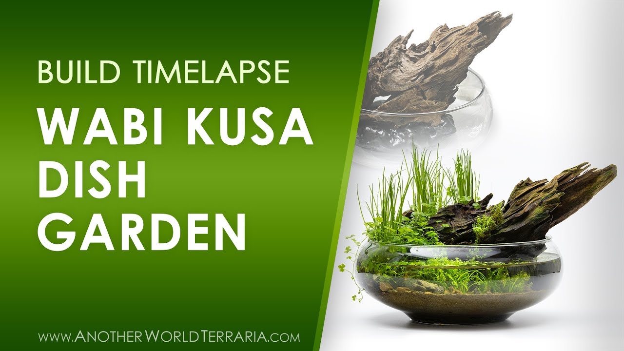 Wabi Kusa Dish Garden (How I made it!)