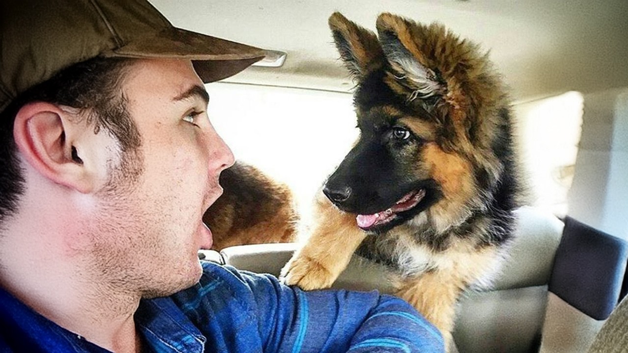 When Puppies Are Being Silly Best Friends 🤪 Funny Dog and Human
