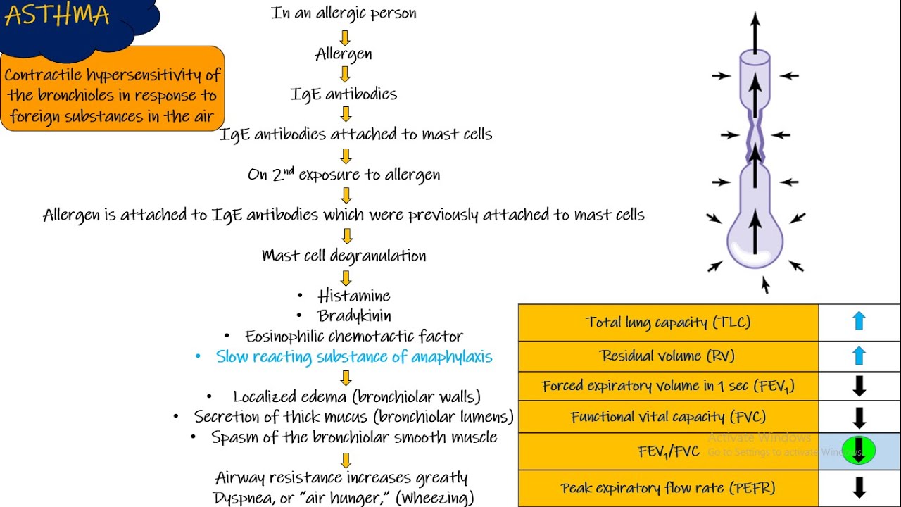Asthma. Respiratory Physiology. Chapter 43 part 5. Guyton and Hall Physiology.
