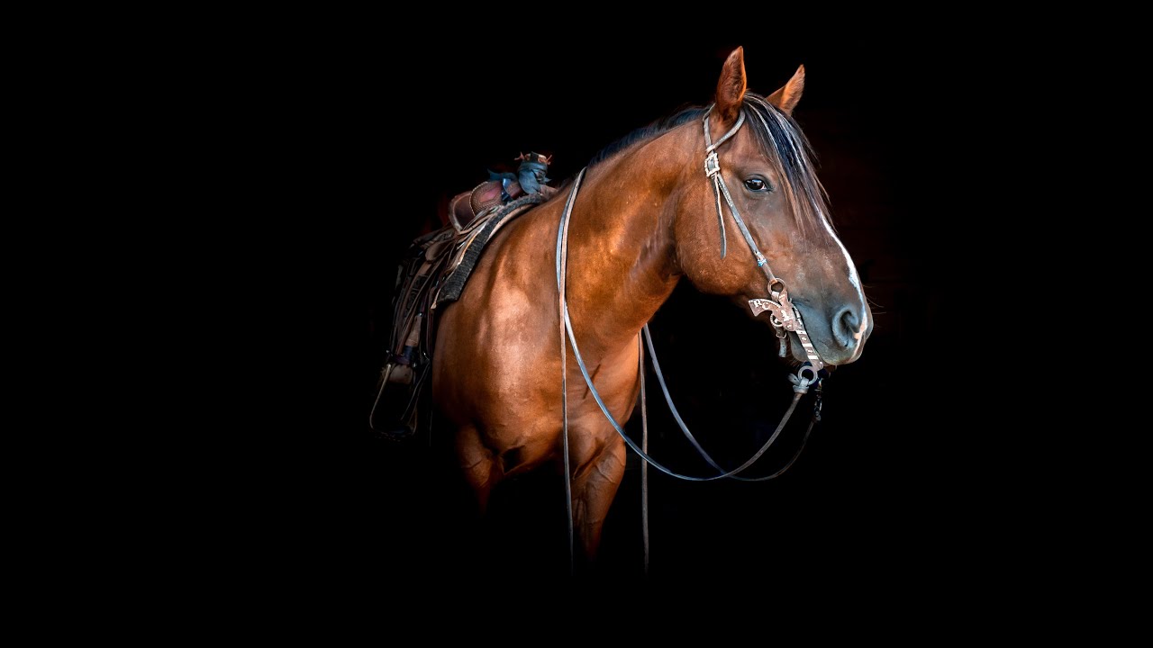 Have you ever seen a horse that can do it all?!