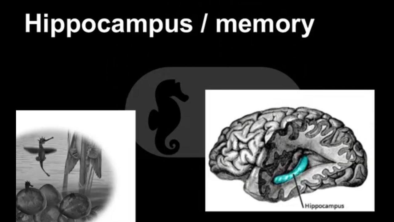 Radical Embodied Memory & Navigation: Communicating with the world is remembering with it