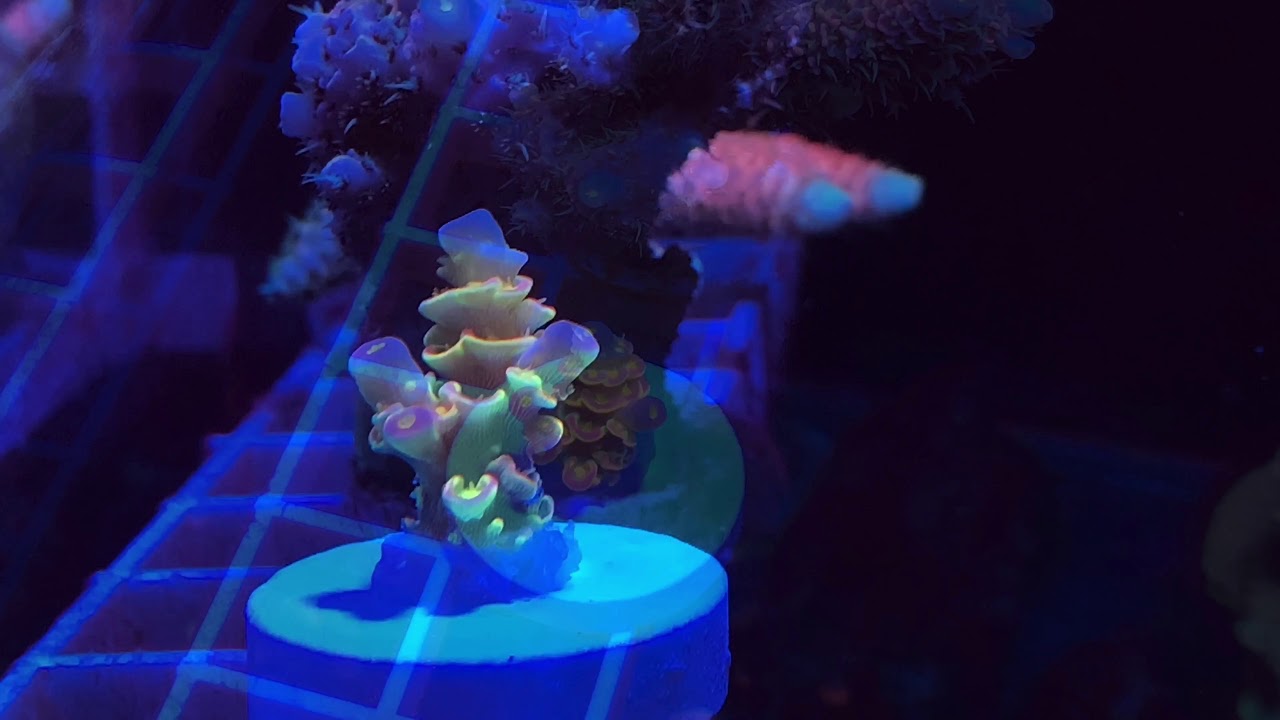 Bolo Walt Disney Tenuis Acropora