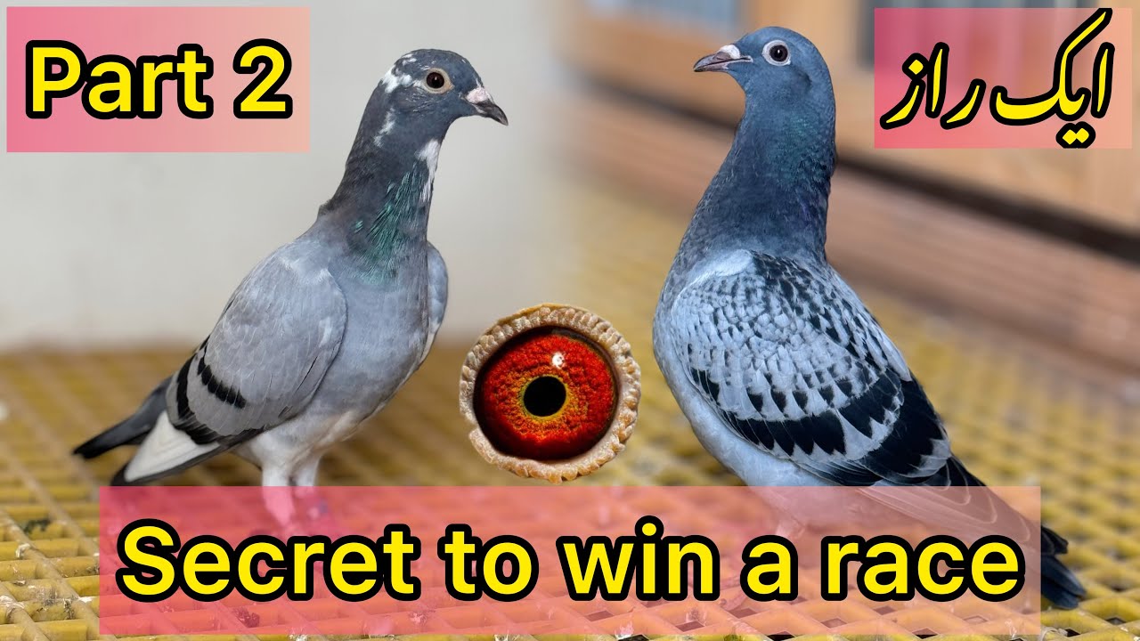 Secret of Racing Pigeon Training | Racer kabootar ki training