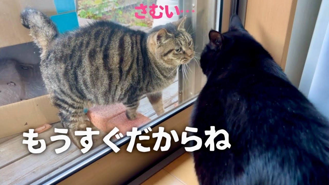 庭にやってくる最後の地域猫を保護しました！