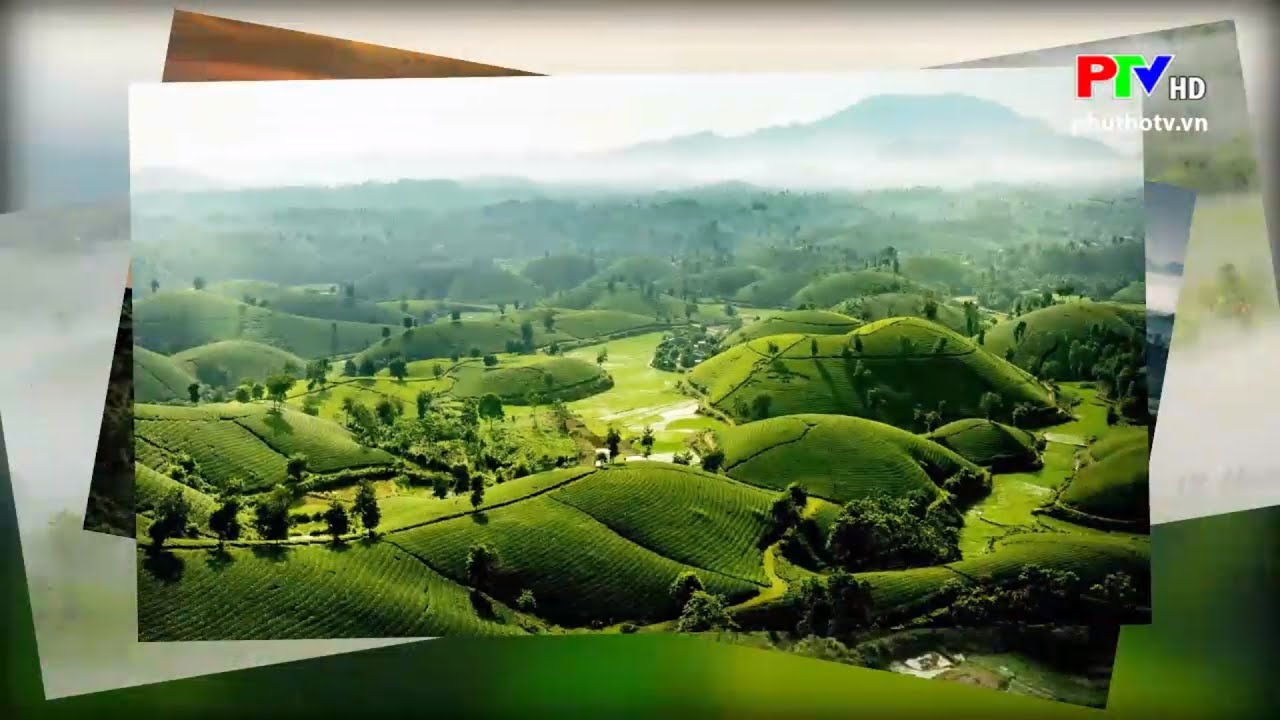 Phú Thọ điểm đến: Săn mây tại đồi chè Long Cốc (Đài Phát thanh và Truyền hình Phú Thọ)