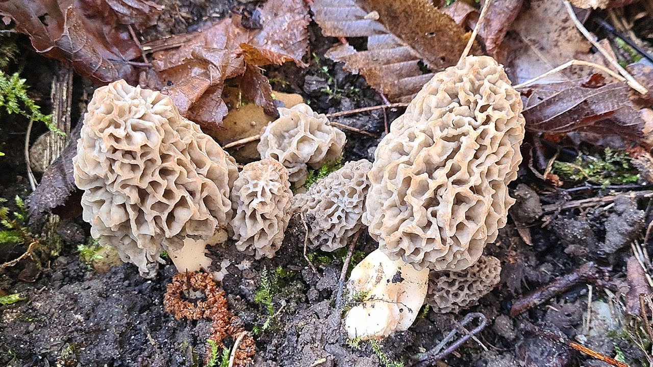 23 MARS 2025 Plus de 240 morilles pour ma Première prospection #morilles2025