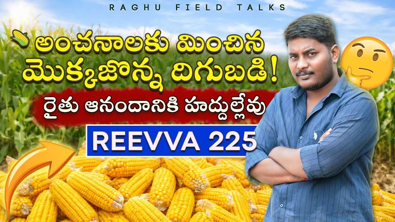 అంచనాలకు మించిన మొక్కజొన్న దిగుబడి! | REEVAA 225 