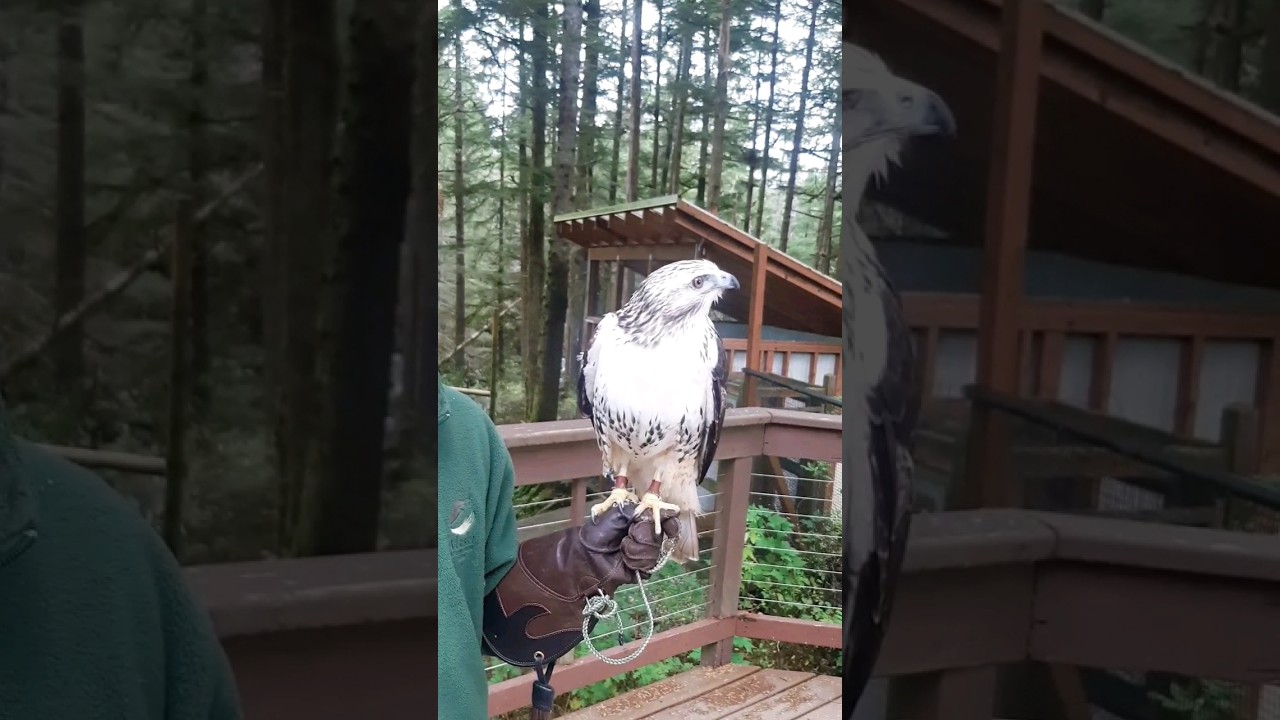 Meet Koyu, a Harlan's Red-tailed Hawk with an important lesson. #hawk #ProtectOurWildlife&nbsp;#birds