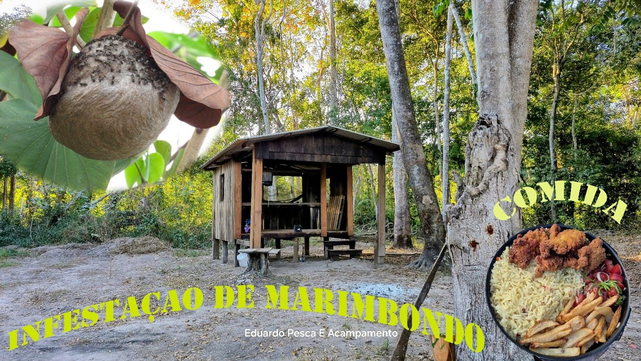 Enxame De Marimbondo! Atacou Meu  Acampamento Á Noite.