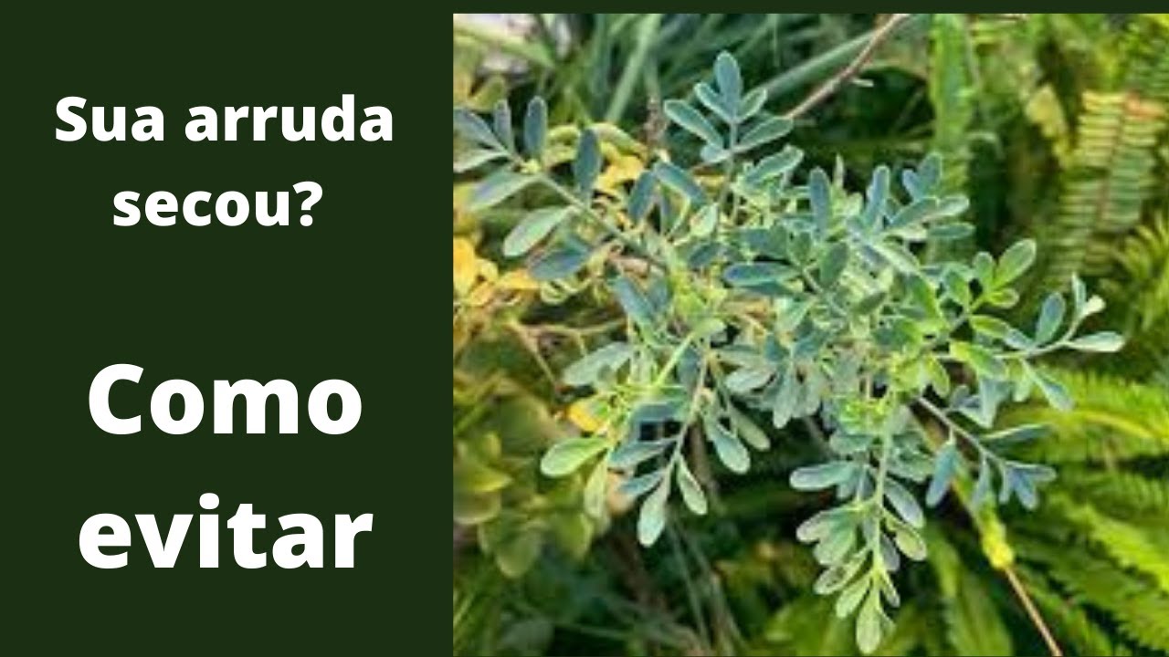 Arruda como cuidar e não deixar ela secar mesmo regando bem