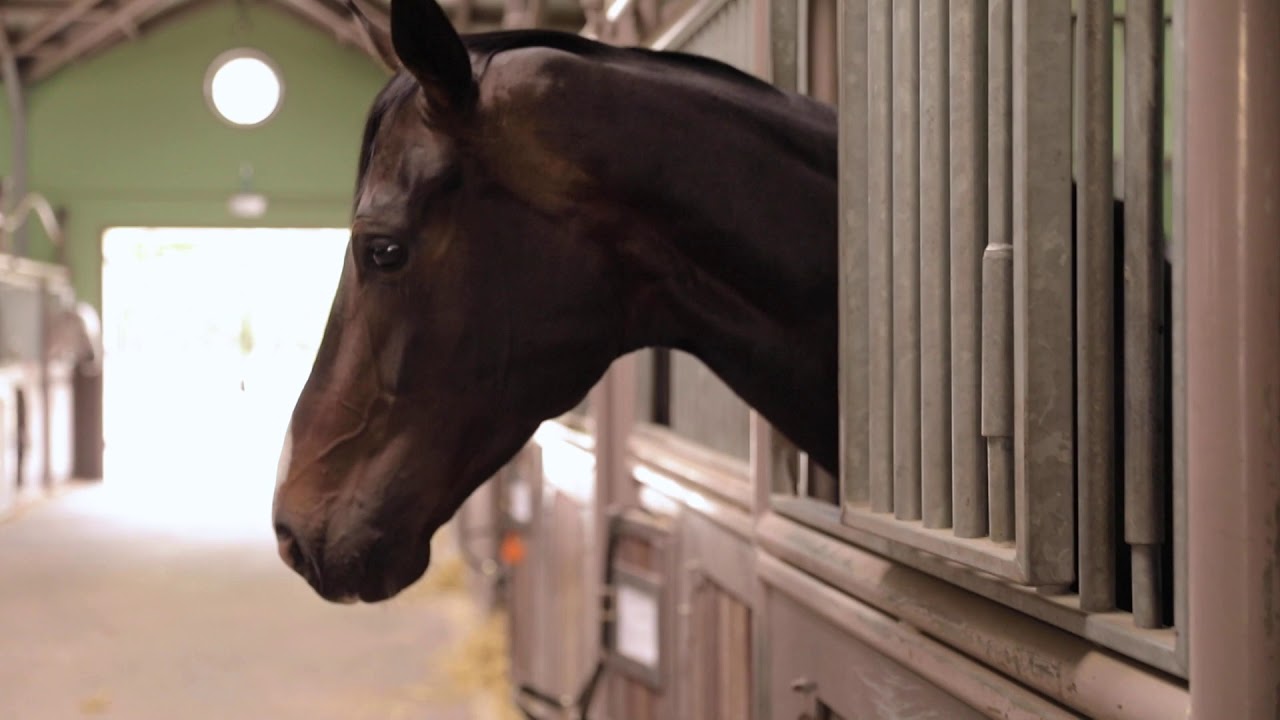 Paardensport Vlaanderen