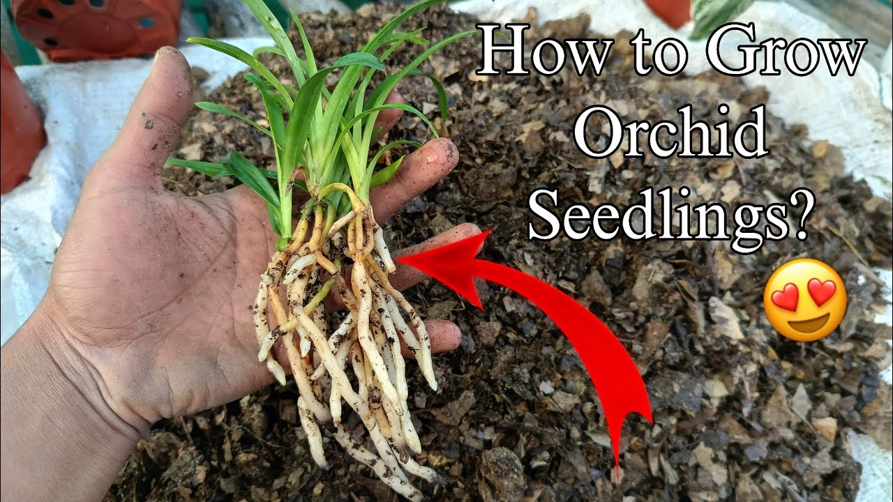 How to grow Cymbidium Orchid Saplings? #cymbidium 
