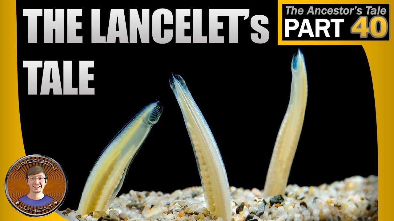 The Lancelet's Tale