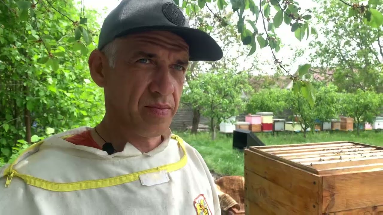 Працюю з двумя корпусами.  Останнє розширення перед акацією.#пасіка,#бджильництво,#карпатка
