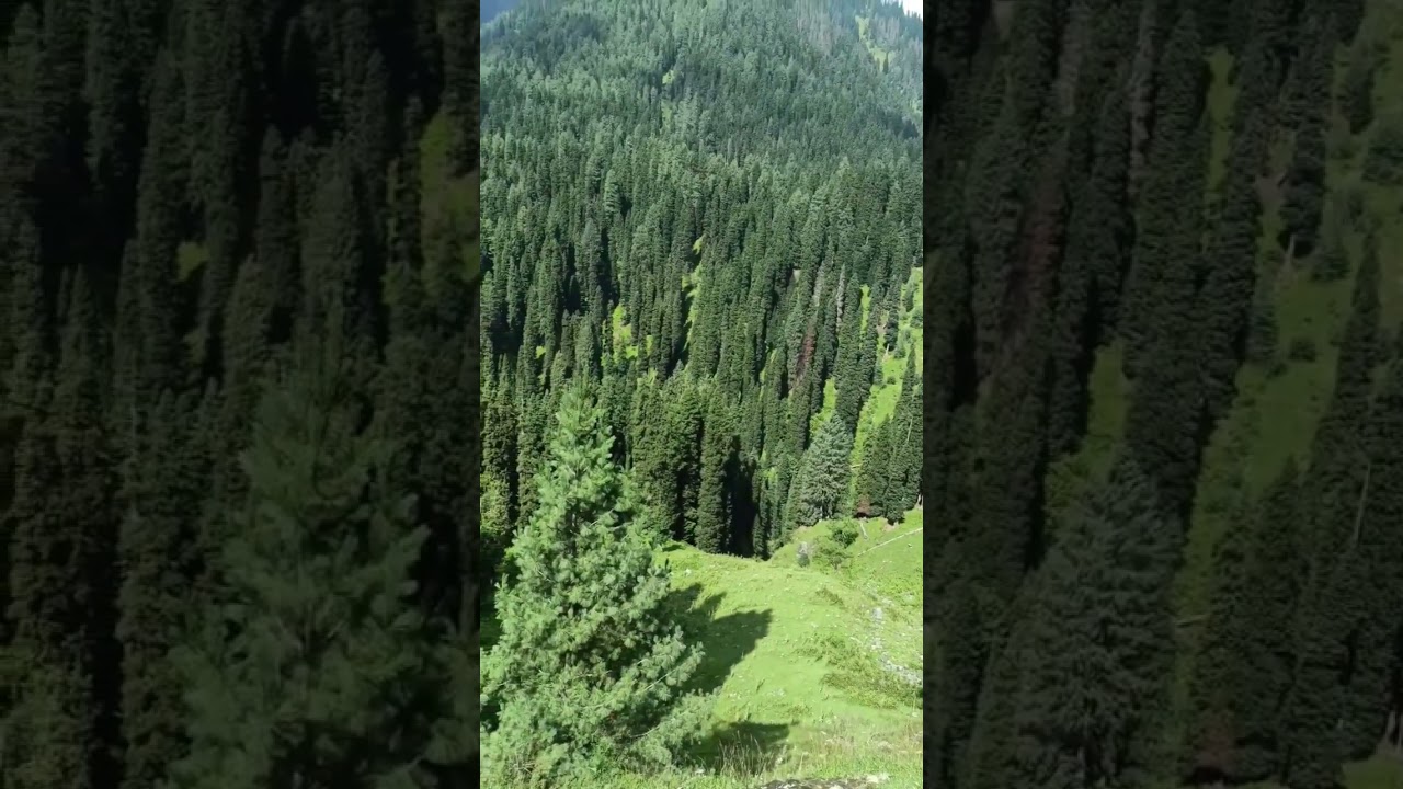 The sounds of nature #pahalgam #forests #soundsofnature #kashmir #traveller #wildlife #trending