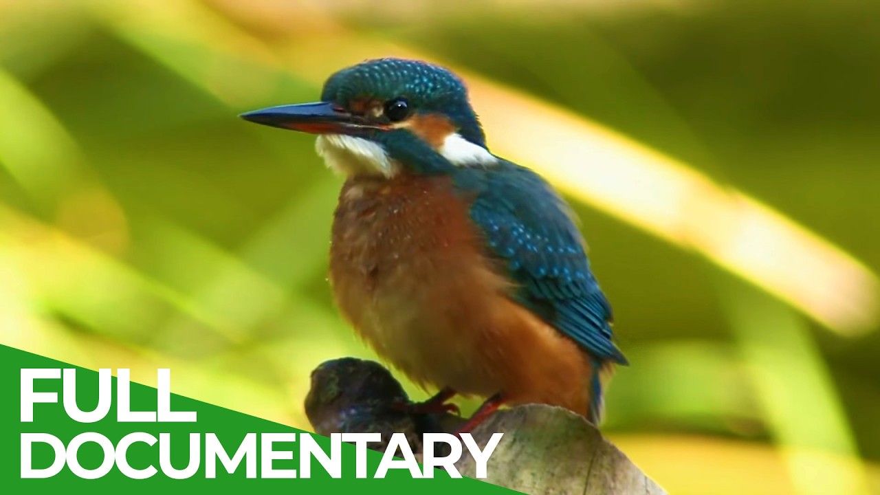 Wild Iberia – Europe’s Wild Heart | Free Documentary Nature