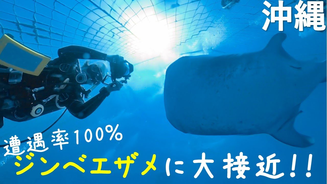 【沖縄 ダイビング】必ず会えるポイント！！ジンベエザメと泳ごう！！