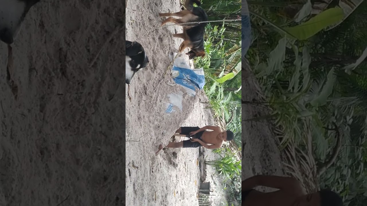 Meu cachorro e meus filhos brincando.Nosso amigo de 04 patinhas. 
