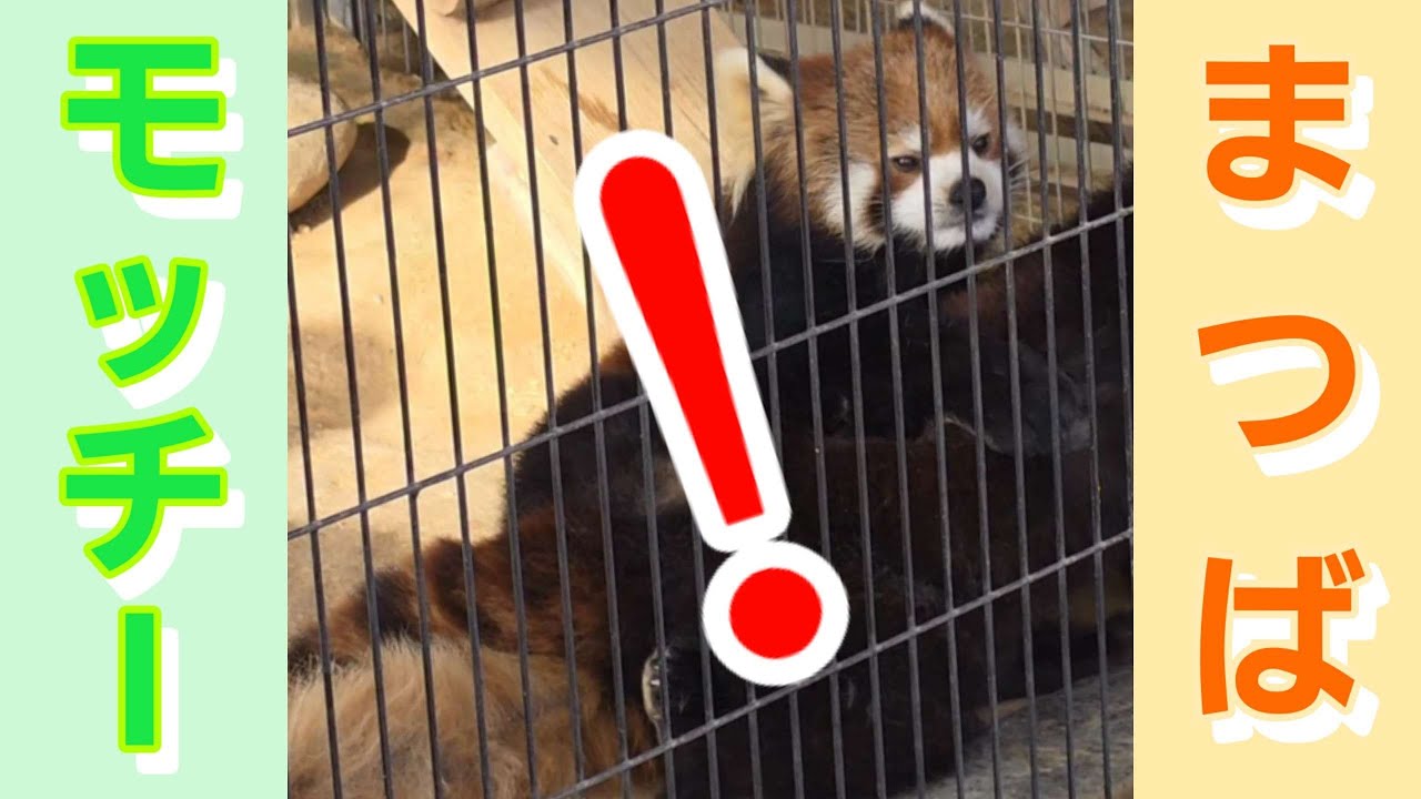 【目の前で　早速　交尾！二ヶ月遅れで同居したレッサーパンダのモッチーと　まつば、他・・・】～Nishiyama Zoo red pandas～