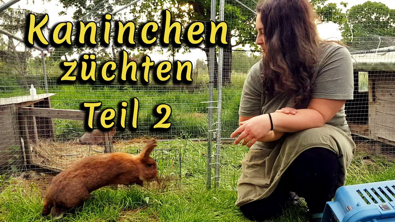 Kaninchen züchten TEIL 2 - Fütterung, artgerechte Haltung, Geschlechter bestimmen und  mehr!