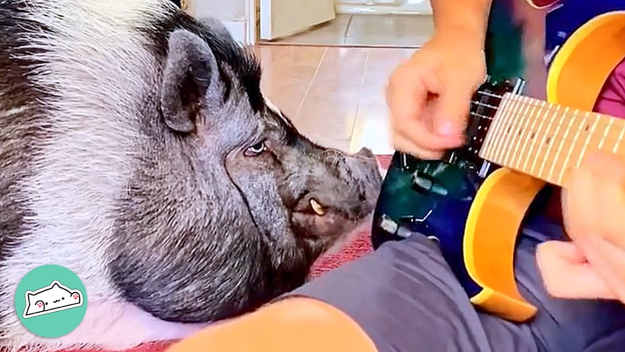Pig Becomes Dad's Best Rock n' Roll Fan | Cuddle Buddies