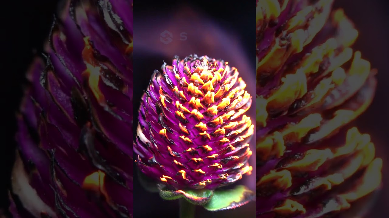 Close-up Chrysanthemums catch fire #macro #macrovideo #flowers